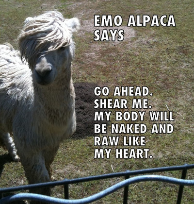 i miss you tumblr quotes_13. Emo Alpaca